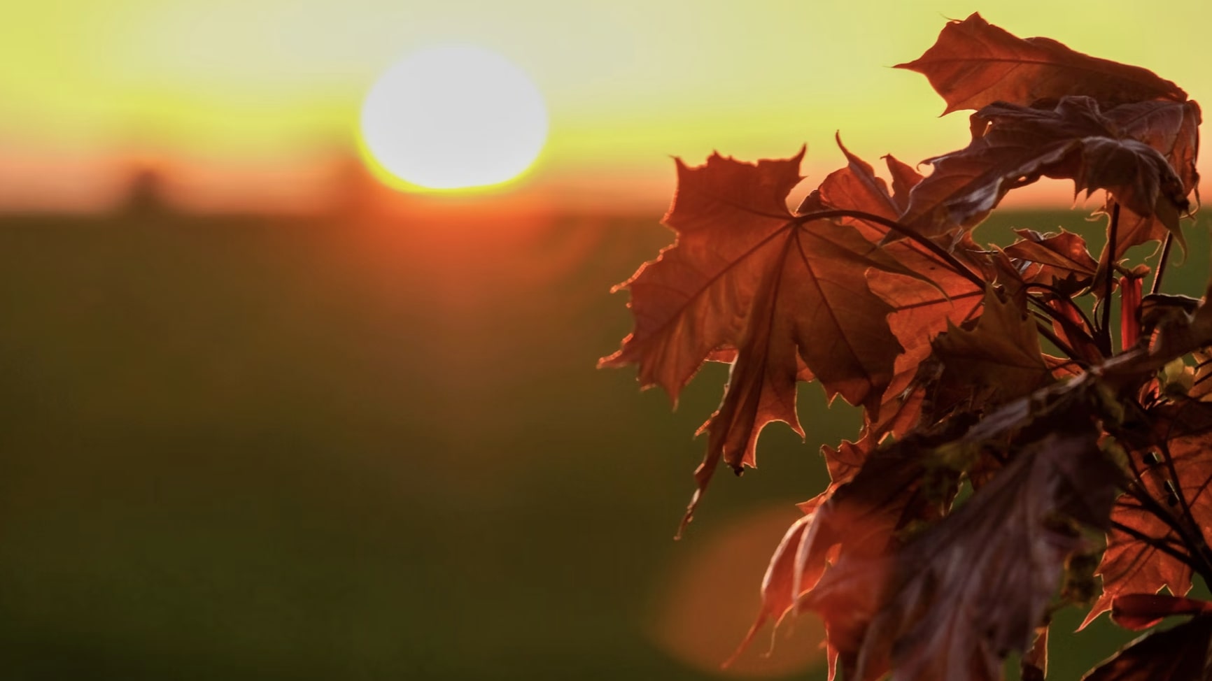 Vinexperterna väljer sina höstfavoriter