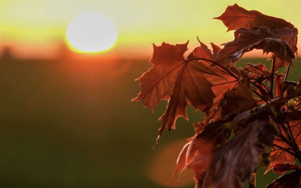 vinexperterna-valjer-sina-hostfavoriter-3